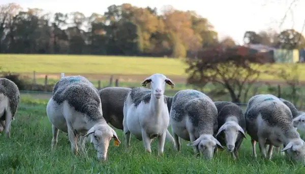 Bergerie Grain d’orge