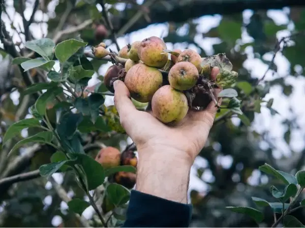 Jus Entre pomme et sureau